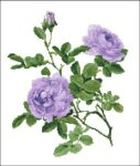 (image for) Willmott: Rose Alba Violet